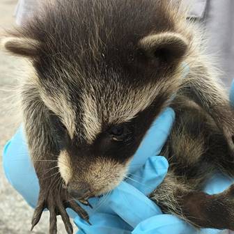 A baby raccoon